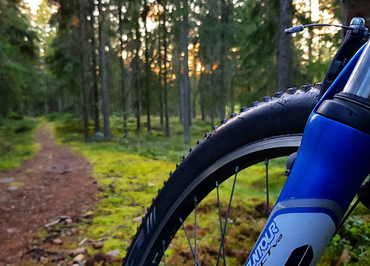 Cykel i skog