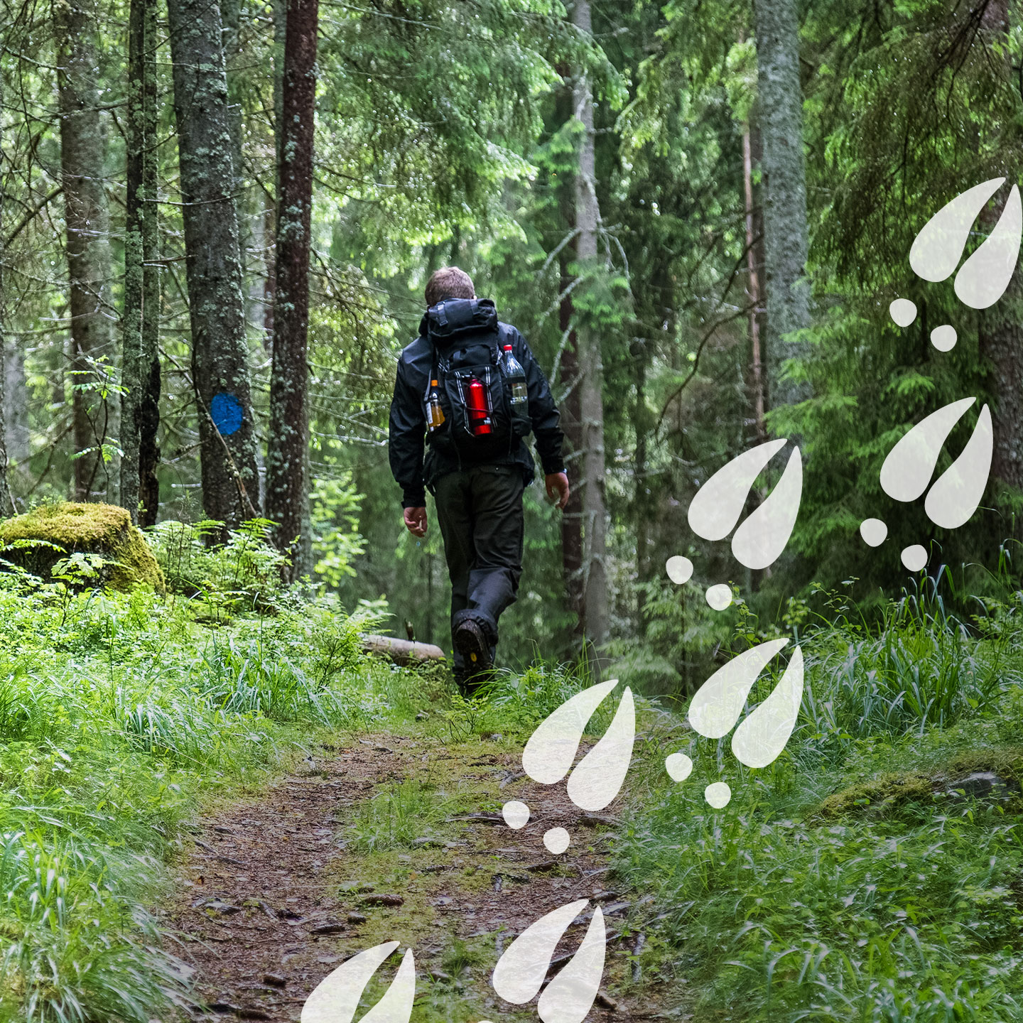 Skog med älgspår