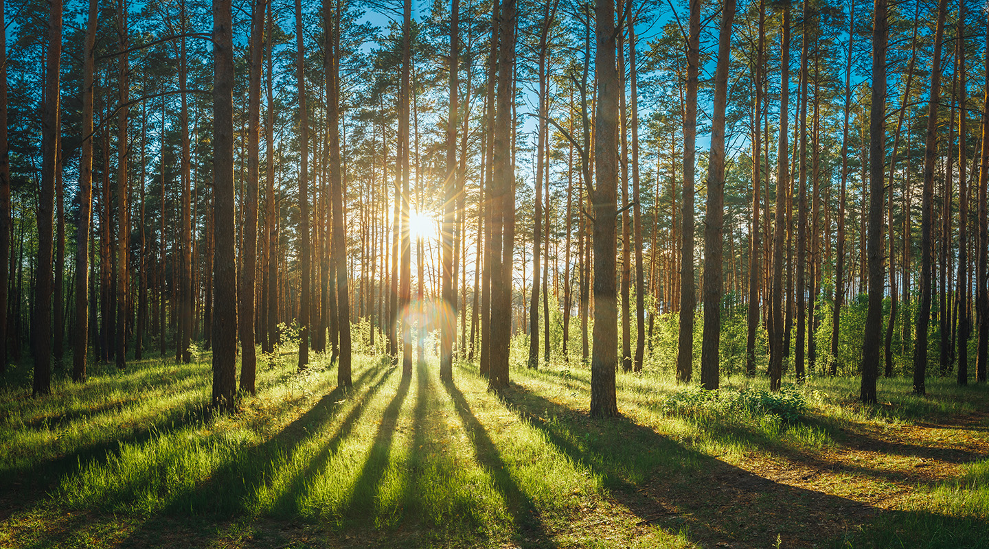 Skog