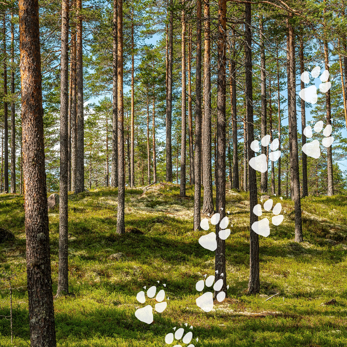 Skog med vargspår